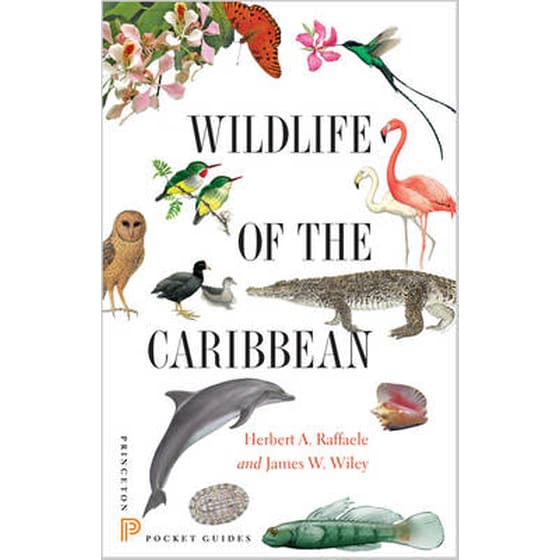 Wildlife of the Caribbean image 0