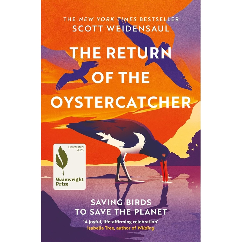 The Return of the Oystercatcher