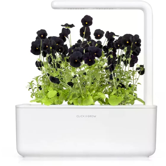 Κάψουλες Click and Grow 3 Τμχ - Μαύρος Πανσές image 3