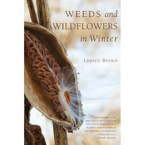 Weeds and Wildflowers in Winter image 0