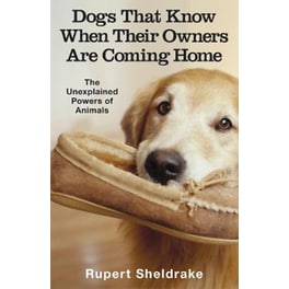 Dogs That Know When Their Owners Are Coming Home