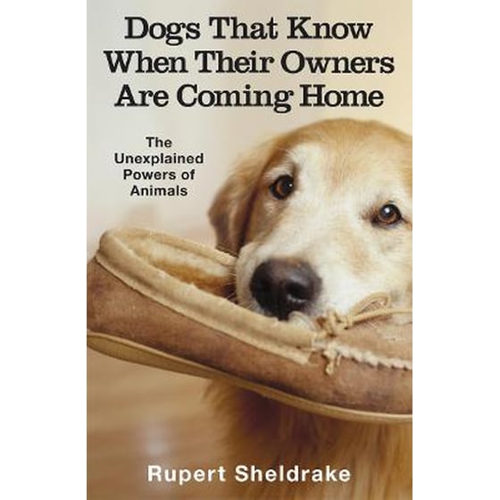 Dogs That Know When Their Owners Are Coming Home image 0