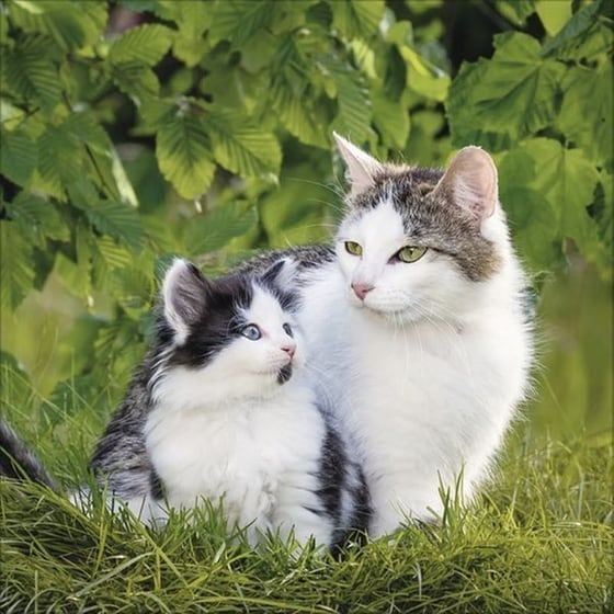Ημερολόγιο Τοίχου 2025 Cats image 5