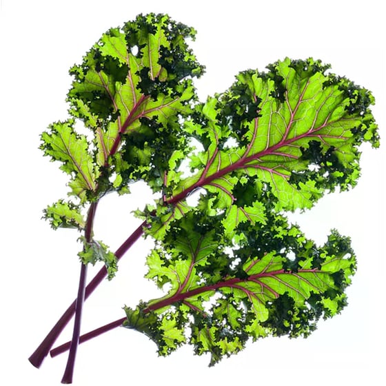 Κάψουλες Click and Grow 3 Τμχ - Κόκκινο Κέιλ image 2