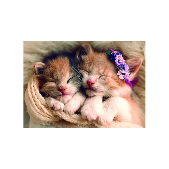 Παζλ Sleeping Kittens Trefl (500 Κομμάτια) image 1
