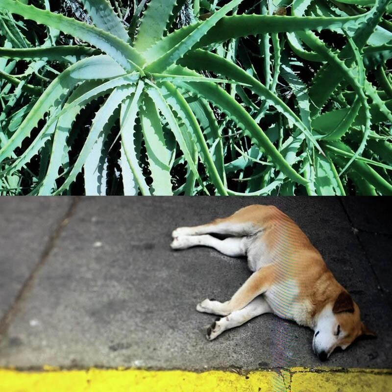 ALL THE THINGS THAT HAPPEN (LP)