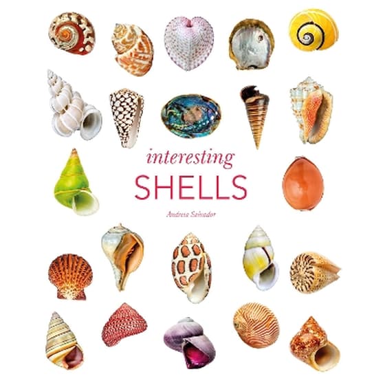Interesting Shells image 0