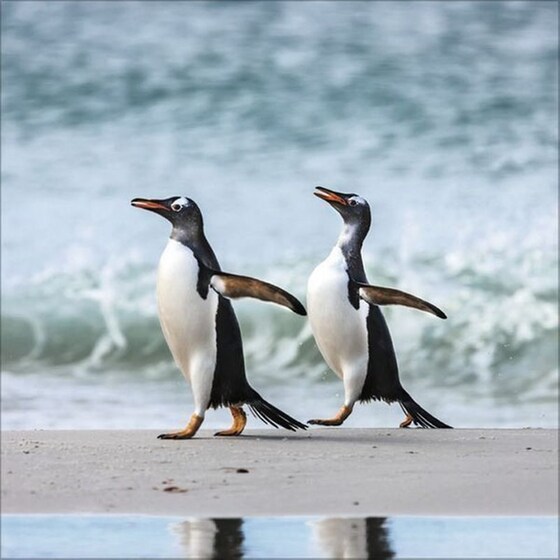 Ημερολόγιο Τοίχου 2025 Pinguine image 6