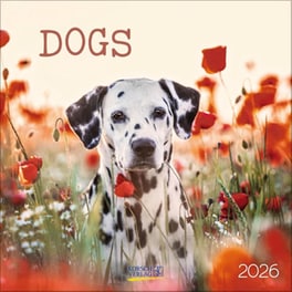 Ημερολόγιο Τοίχου Korsch Verlag 2026 Dogs