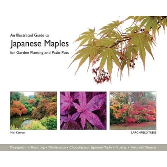 An Illustrated Guide to Japanese Maples for Garden Planting and Patio Pots image 0