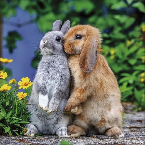 Ημερολόγιο&nbsp;Τοίχου Korsch Verlag 2026 Kaninchen image 7