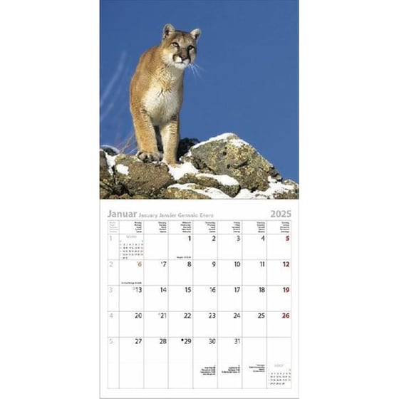 Ημερολόγιο Τοίχου 2025 Big Cats image 2
