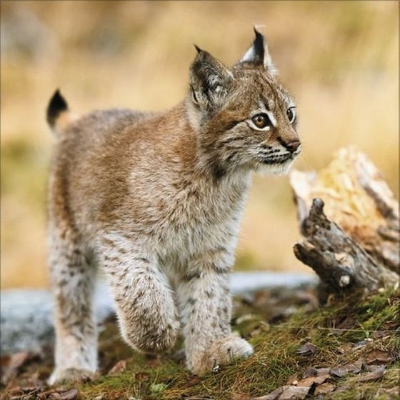 Ημερολόγιο Τοίχου 2025 Big Cats image 10