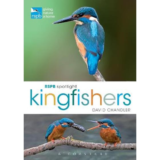 RSPB Spotlight Kingfishers image 0