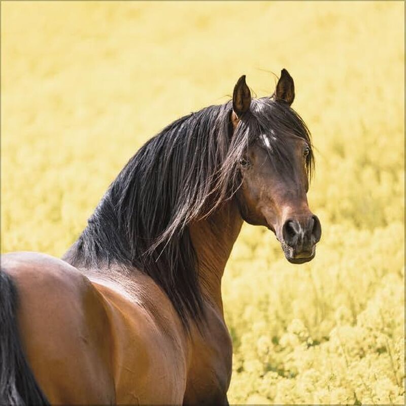 Ημερολόγιο Τοίχου Korsch Verlag 2026 Horses