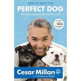 How to Raise the Perfect Dog