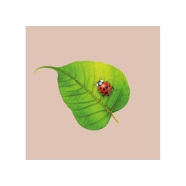 Χαρτοπετσέτες Bamboo Ladybug - 20 Τεμάχια