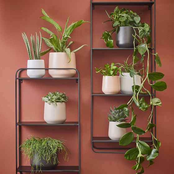 Κασπώ Edelman Amber Κεραμικό φ21x18 cm - Ροζ image 4