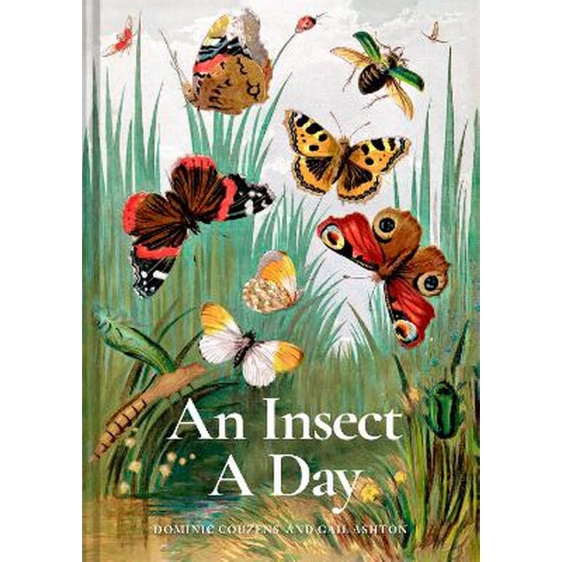 An Insect A Day