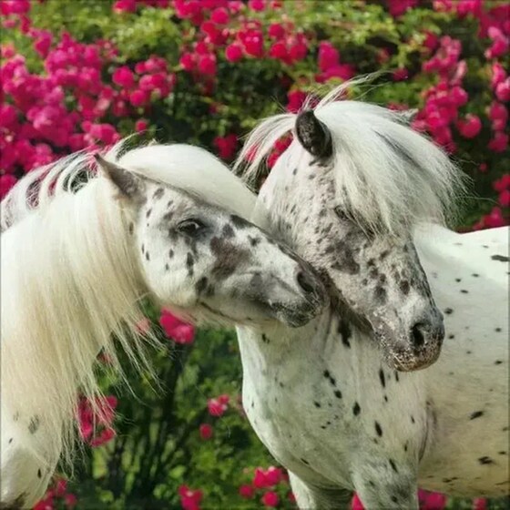 Ημερολόγιο Τοίχου 2025 Horses image 6