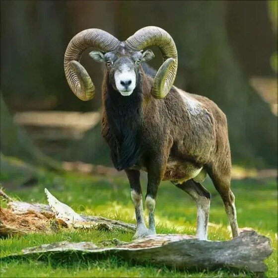 Ημερολόγιο Τοίχου 2025 Tiere des Waldes image 10