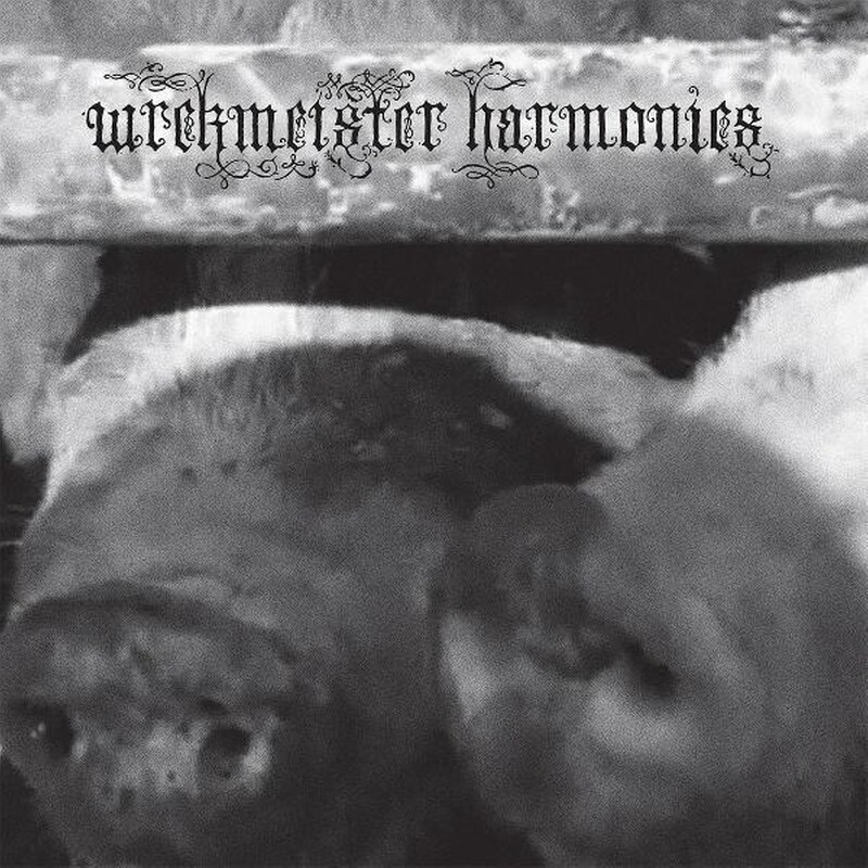 Flowers In The Spring