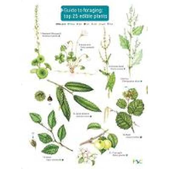 Guide to Foraging: Top 25 Edible Plants image 0