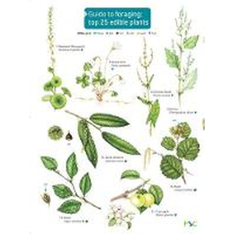 Guide to Foraging: Top 25 Edible Plants