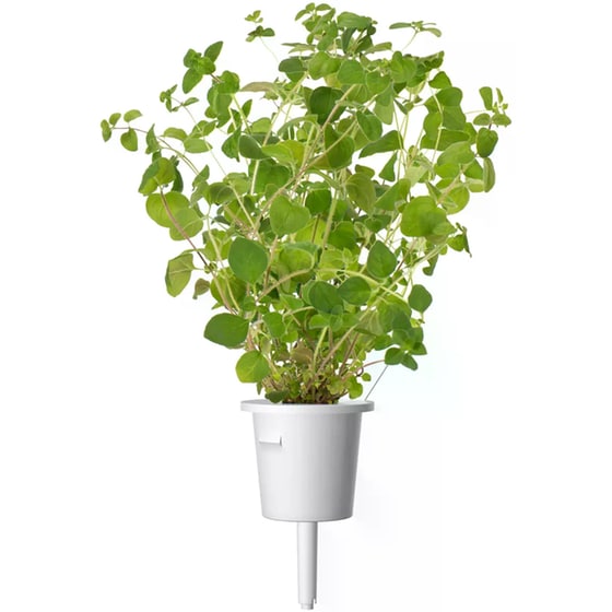 Κάψουλες Click and Grow 3 Τμχ - Ρίγανη image 2