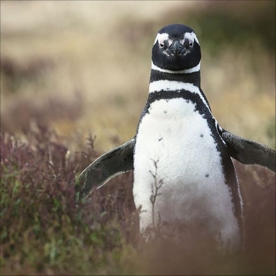 Ημερολόγιο Τοίχου 2025 Pinguine image 9