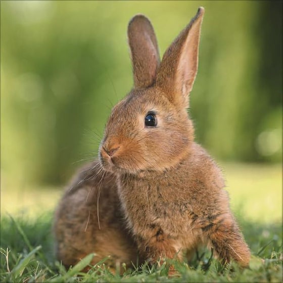 Ημερολόγιο&nbsp;Τοίχου Korsch Verlag 2026 Kaninchen image 2