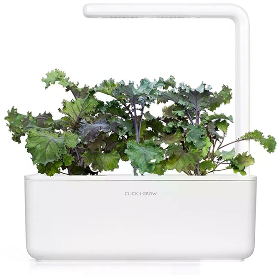 Κάψουλες Click and Grow 3 Τμχ - Κόκκινο Κέιλ image 3