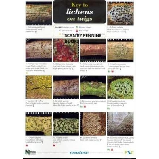 A Key to Lichens on Twigs image 0