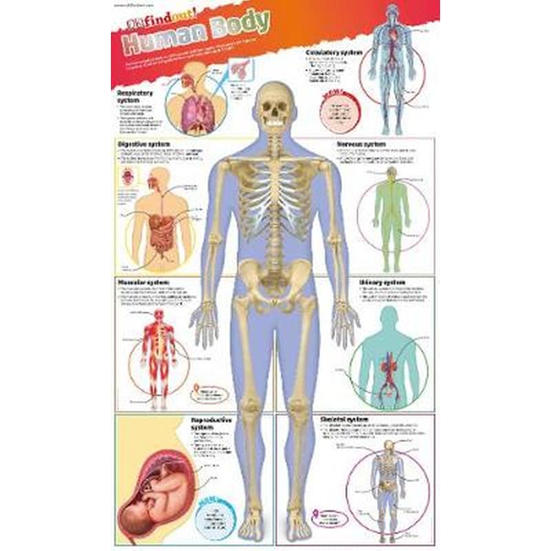 DKfindout! Human Body Poster 1288002