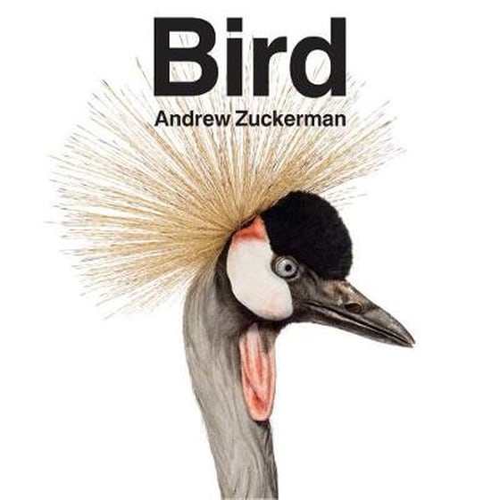 Bird image 0