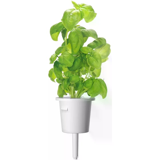 Κάψουλες Click and Grow 3 Τμχ - Βασιλικός image 2