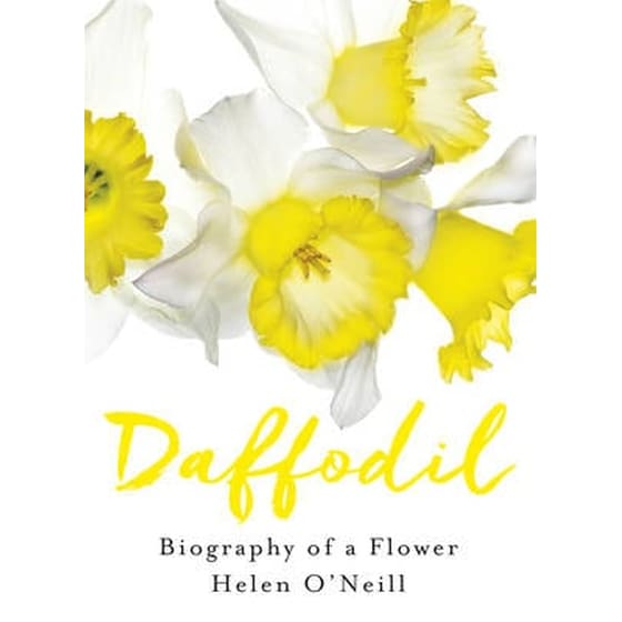 Daffodil image 0