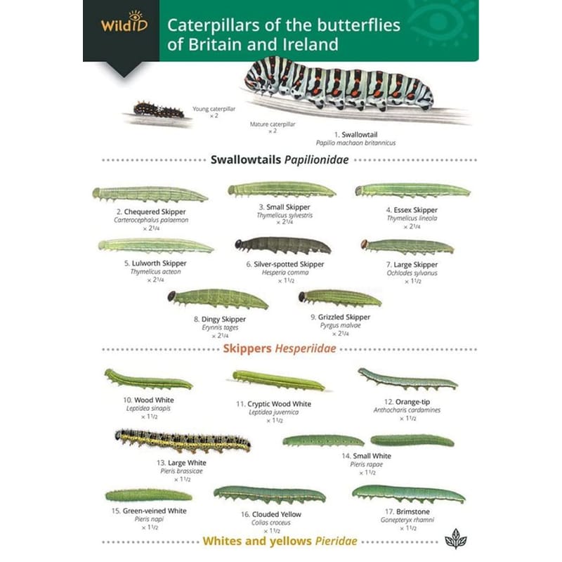 Guide to caterpillars of the butterflies of Britain and Ireland