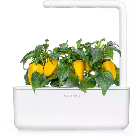 Κάψουλες Click and Grow 3 Τμχ - Κίτρινη Γλυκιά Πιπεριά image 3