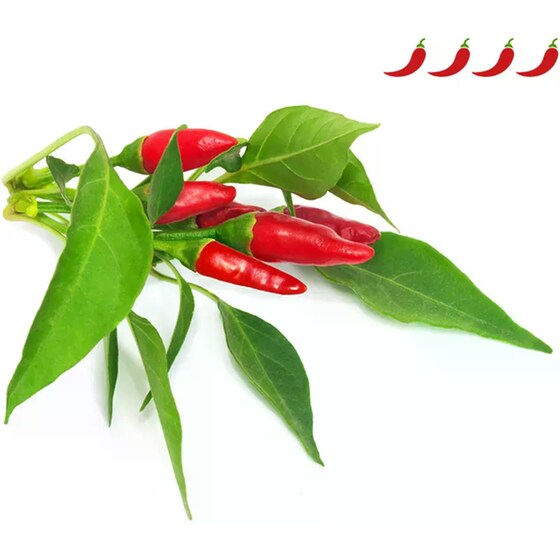 Κάψουλες Click and Grow 3 Τμχ - Piri Piri Chilli image 2