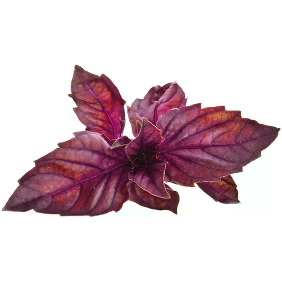 Κάψουλες Click and Grow 3 Τμχ - Κόκκινος Βασιλικός image 1