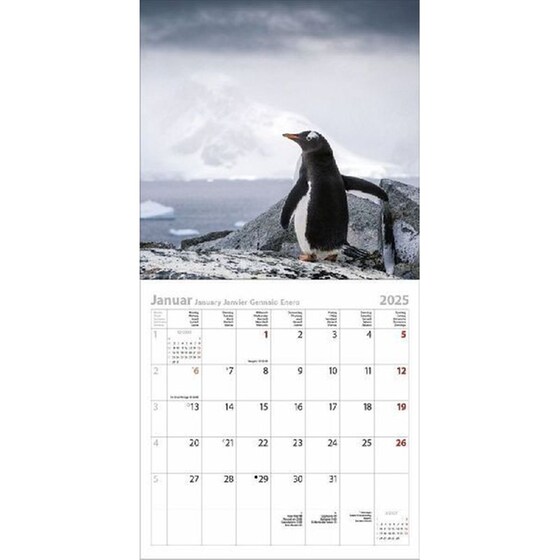 Ημερολόγιο Τοίχου 2025 Pinguine image 2