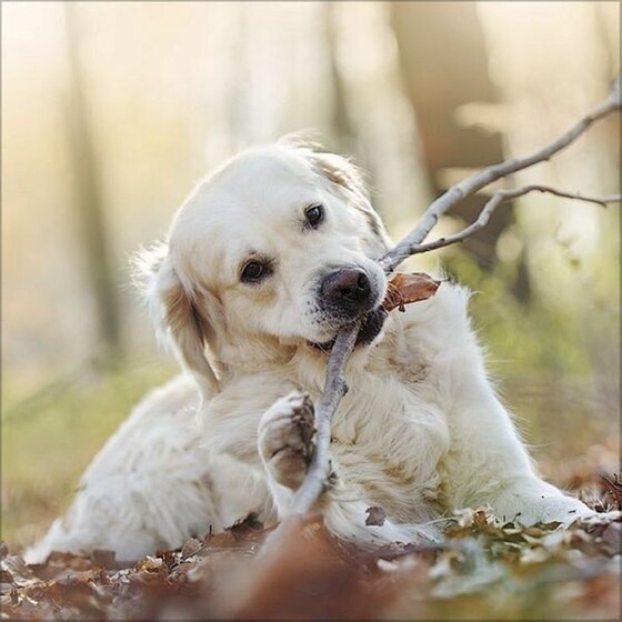 Ημερολόγιο Τοίχου 2025 Retriever image 11