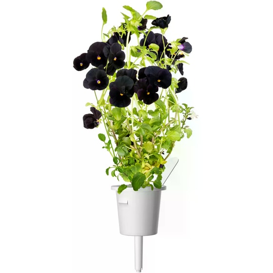 Κάψουλες Click and Grow 3 Τμχ - Μαύρος Πανσές image 1