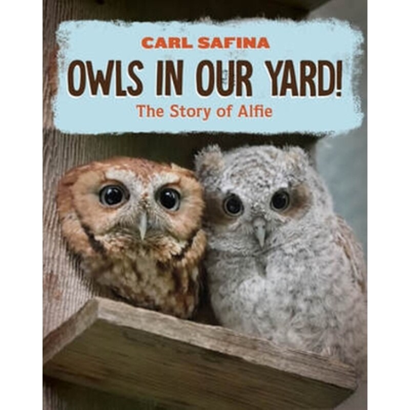 Owls in Our Yard!