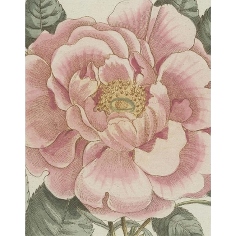 John Derian Picture Book II