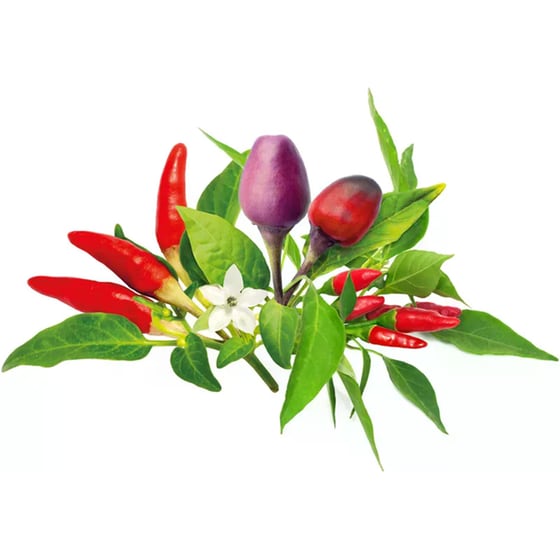 Κάψουλες Click and Grow 9 Τμχ - Mix Καυτερών Πιπεριών image 1