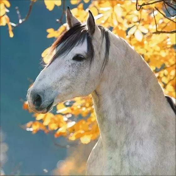 Ημερολόγιο Τοίχου 2025 Horses image 11