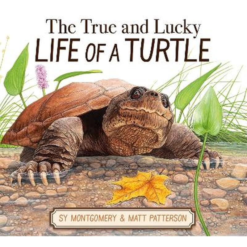 The True and Lucky Life of a Turtle