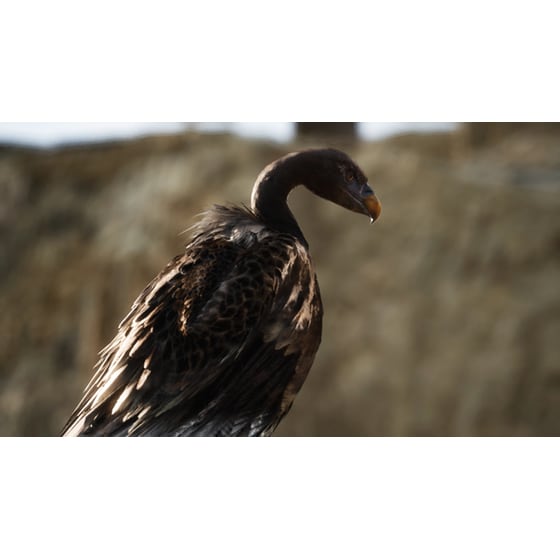 Metal Gear Solid Delta: Snake Eater Deluxe Edition - Xbox Series X image 11